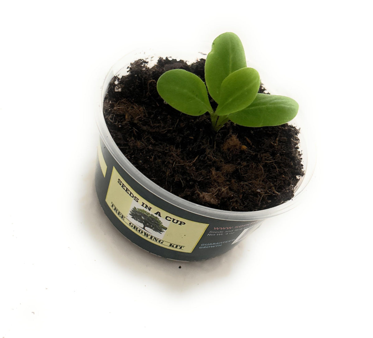 Seeds In A Cup: Plum Tree Grow Kit | Easy to use | Educational | Great Gift Idea | Help Planet | (Plastic Planter)