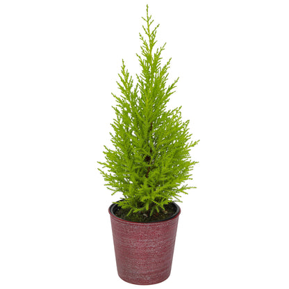 Miniature Festive Lemon Cypress Tree with Decorative 4.25" Pot Cover, Live Plant Gift for Holidays, Easy Care Live Houseplants for The Holidays by Plants for Pets
