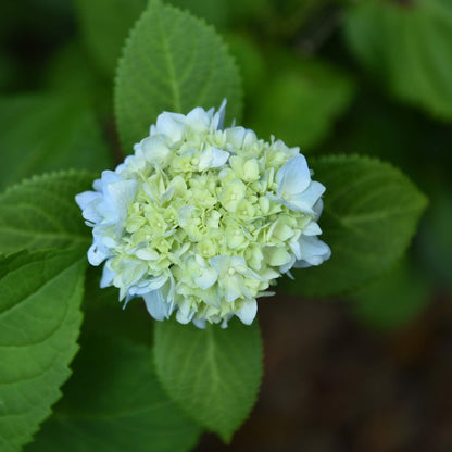PERFECT PLANTS Penny Mac Hydrangea Live Plant, Includes Care Guide