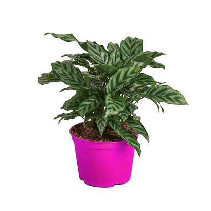 5 Pack Calathea Concinna 'Freddie' - 6" Pot in 6in Pot - Live Tropical Houseplant - Easy to Grow | Air Purifying | Pet Friendly | Variegated | USA Growers | The Snobby Leaf