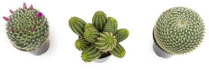 Altman Plants, Assorted Cactus Plants Live Plants (3PK), Cactus Plant Live Succulents Plants Live Cactus Decor, Indoor Plants Live House Plants in Cactus Soil, Live Cacti Plants Live Succulent Plants