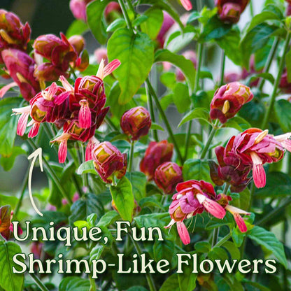 Tropical Plants of Florida Shrimp Plant Bush Live - 3 Gallon 18 to 22 Inch Tall Tropical Flowering Shrub Patio Outdoor Garden Plant
