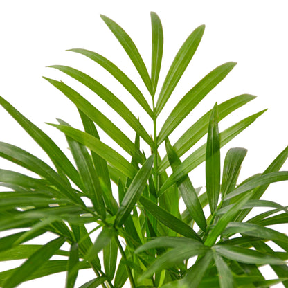 Parlor Palm Live Indoor Plant | Neanthebella Live Plant | Air Purifying Plant | Ship from CA in Nursey Pot | PET Friendly (Medium Plant, 4" Pot)