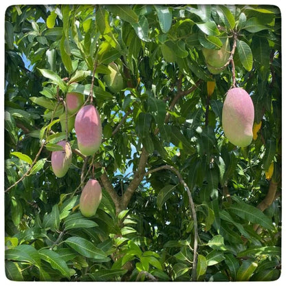 Grafted Valencia Pride Yellow Mango Plant 2.5–3 Ft | Live Mango Fruit Tree | Fast-Growing Tropical Variety for Outdoor Growing & Container Gardening | No Ship to CA,HI,AK