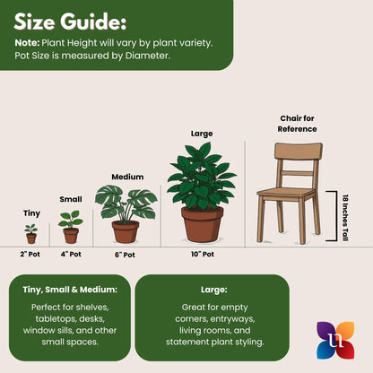 Live Snake Plant by United Nursery, Sansevieria Zeylanica 20-25" inches Tall in 10 inch Plant Pot, Easy Care Indoor House Plant for Office or Home Decor