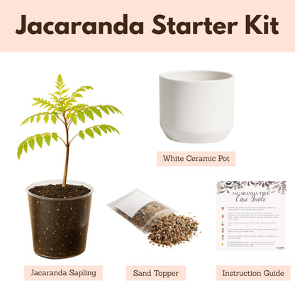 MyShelfie Jacaranda Tree Bonsai Starter Kit for Beginners - Gifts for Men Who Have Everything, Unique Gifts for Women, Small Bonsai Tree with Ceramic Pot, Easy to Grow and Maintain