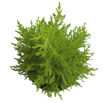 Miniature Festive Lemon Cypress Tree with Decorative 4.25" Pot Cover, Live Plant Gift for Holidays, Easy Care Live Houseplants for The Holidays by Plants for Pets