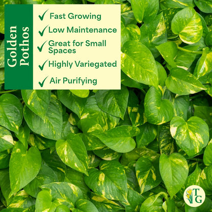 Thorsen's Greenhouse Golden Pothos, Live Indoor Vining Plant, Easy to Grow, Variegated Houseplant, Natural Air Purifier (Black - Hanging, 4-inch Pot)
