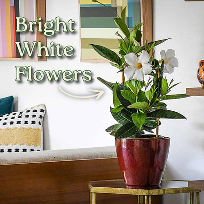 Tropical Plants of Florida White Mandevilla Trellis Live Plant - 1 Gallon 18 to 20 Inch Tall Tropical Flowering Vine Hoop Support Indoor Outdoor Patio Plant