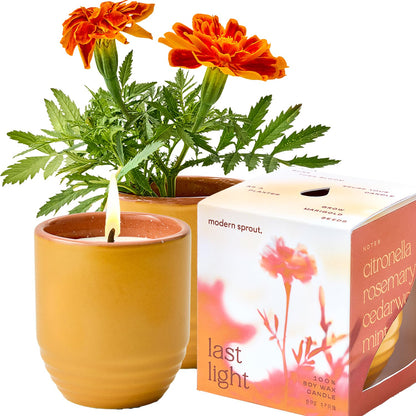 Modern Sprout - 2-in-1 Soy Candle & Planter - Last Light (Bug-Repelling Citronella, Rosemary, Cedarwood, Mint) 6 Oz Scented Candle with Marigold Seeds - Dual Purpose Jar - 38-40 Hour Burn
