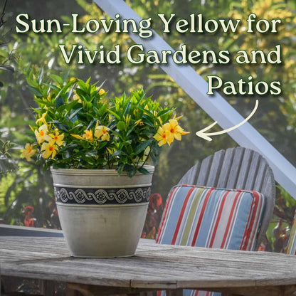 Tropical Plants of Florida Yellow Dipladenia Live Plant - 3 Gallon 22 to 26 Inch Tall Tropical Flowering Bush Outdoor Patio Garden Plant Mandevilla