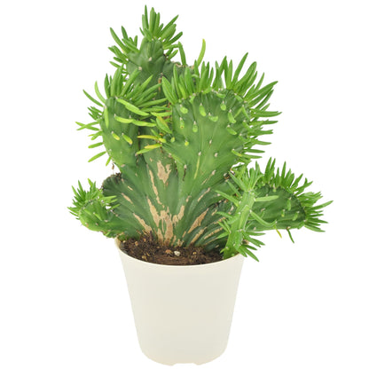 Arcadia Garden Products Live Opuntia subulata ‘Cristata’ Rare Indoor Houseplant in Plastic Pot, Tropical Plant Collector Gift for Home and Garden Decor, 4-inch, Beige