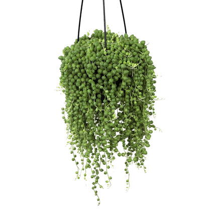 Live String of Pearls Succulent Plant Decor Hanging Basket, Real Succulents & Houseplants for Home or Office, Senecio Rowleyanus, Unique House Plants