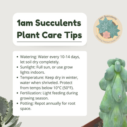 Boobie Cactus Live Plant - Myrtillocactus Geometrizans Fukurokuryuzinboku - 5-6 Inch Height, Unique Succulent Cactus for Indoor and Outdoor Home and Garden Decor, Low Maintenance and Drought-Tolerant