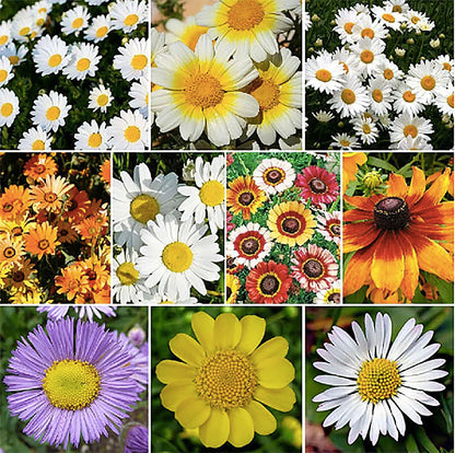Dahlberg Daisy Seeds - Annual Texas Native - 11,500 Tiny Seeds