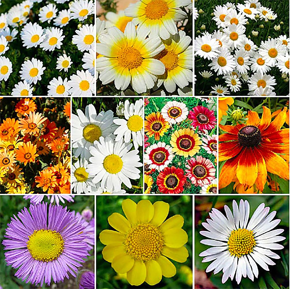 6000 Creeping Daisy Seeds - Annual, Full Sun Daisy