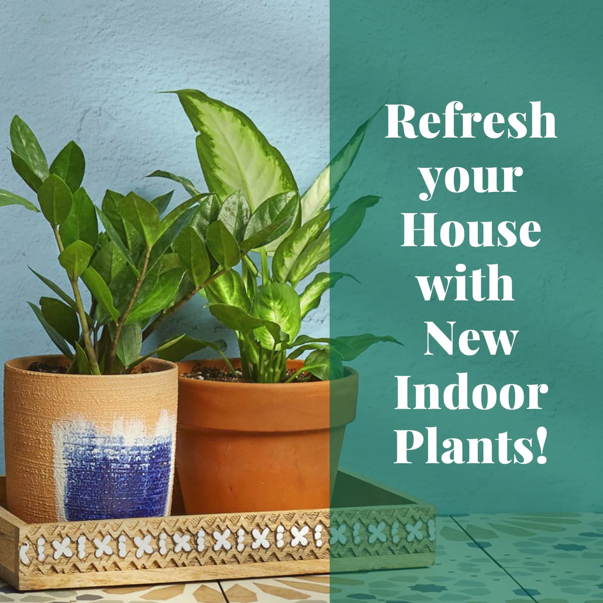 House Plant Shop | Spider 'Bonnie' - 4" Pot | Live Indoor Plant | Easy to Care | Natural Décor Plant | Great Gifts| Free Care Guide