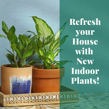 House Plant Shop | Bromeliad 'Silver Vase' - 6" Pot | Live Indoor Plant | Easy to Care | Natural Décor Plant | Great Gifts| Free Care Guide