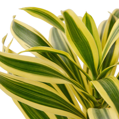 3 Pack Dracaena 'Song of India' in 6in Pot - Live Plants Tropical Houseplants | Variegated | USA Growers | The Snobby Leaf