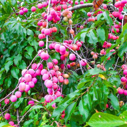 1-2 Feet Plum Tree Live Plant for Planting, No Pot Plum Tree Sweet Fruit, Cold Hardy, Dormant in Winter, Spring Planting