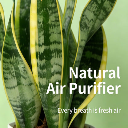 Live Snake Plant Indoor Houseplant,8-10 Inch Mother-in-Law's Tongue Live Plant in Decorative Pot, Easy to Maintain Indoor Succulent Houseplant,Air Purifying Easy Care Succulent