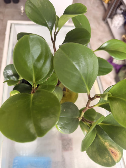Plant of Money. Peperomia obtusifolia, Live Indoor Plant, 4 inch Pot.