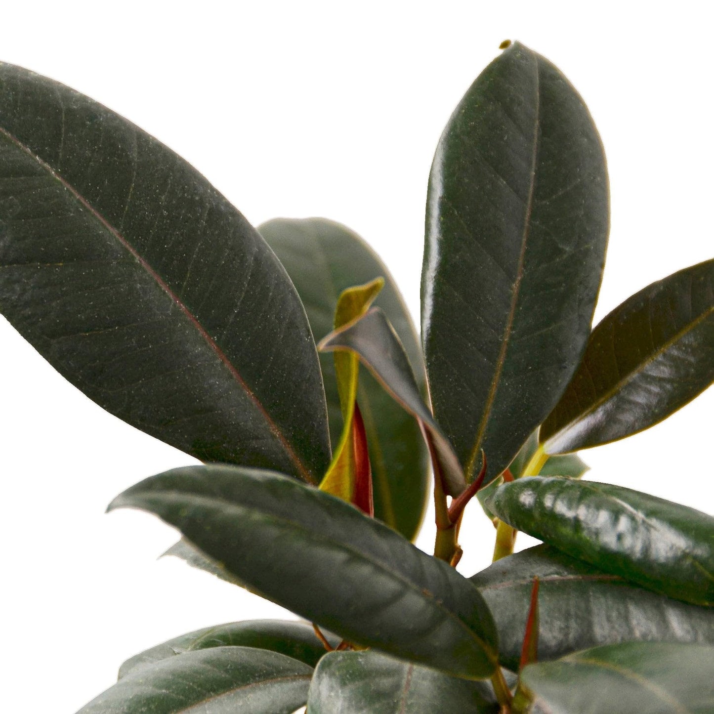 10 Pack Ficus Elastica 'Burgundy' in 4in Pot - Live Plants Tropical Houseplants | Variegated | USA Growers | The Snobby Leaf