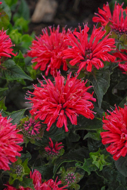 Live Plant from Green Promise Farms - Proven Winners, Monarda 'Pardon My Cerise' Bee Balm, Bright Pink Flowers - #1 Gallon Size Container - Does NOT Ship to AZ, CA, HI, ID, MT, NV, OR, PR, UT & WA!!