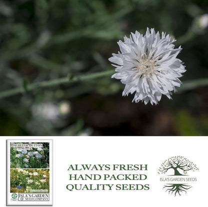 Isla's Garden Seeds Dwarf White Bachelor Button Seeds - 200+ Heirloom Non-GMO Seeds for Easy Cottage Gardens