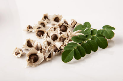Moringa Tree Live Moringa Plant with Moringa Seeds, Non GMO, Organically Grown Moringa Tree Seedling with Moringa Seeds, Live Moringa Plant