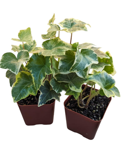 Gold Child English Ivy Plants, Set of 8, Hardy Groundcover, 2 1/4" Pot