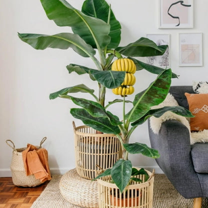 Dwarf Cavendish Banana Tree Live Plant, Cold Hardy Banana Plant Live, Tropical Banana Fruit Seedling, Well Rooted 4-8 Inch Tall