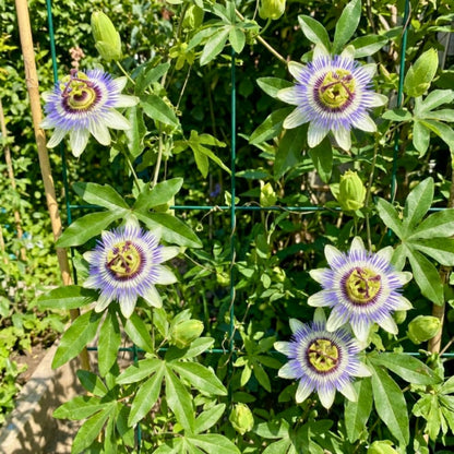 Set 2 Blue Passion Flower Plants Live, Passiflora Flower Vine 4-7'' Tall, Fragrant Climbing Plant for Garden, Patio, Containers