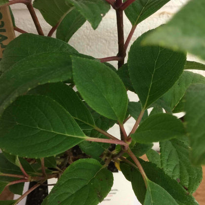 Live Plant - 2 Little Quick Fire Panicle Hydrangea Petite Dwarf Shrubs, 6-12" Tall, Quart Pot