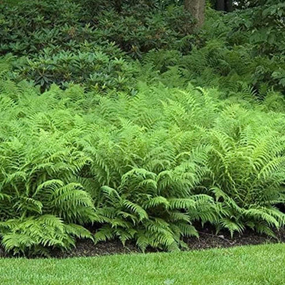 5 Ostrich Fern Rhizomes/Roots - Matteuccia struthiopteris - (5 Pack)
