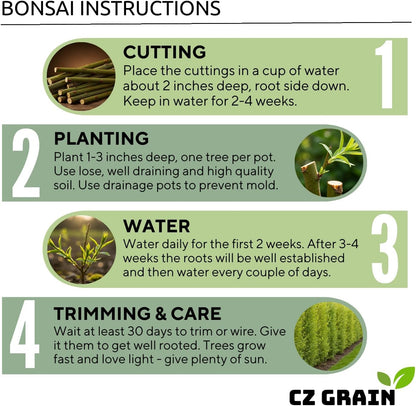 Willow Hybrid Trees for Privacy - Fast Growing Austree Willow Cuttings (25 Cuttings)