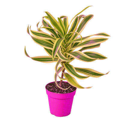 Dracaena 'Song of India' in 6in Pot - Live Plants Tropical Houseplants | Variegated | USA Growers | The Snobby Leaf
