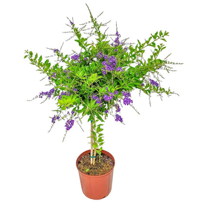 Duranta Tree Live Plant - Purple Showers - Overall Height 36" to 42" - Tropical Plants of Florida (Plant in Growers Pot)