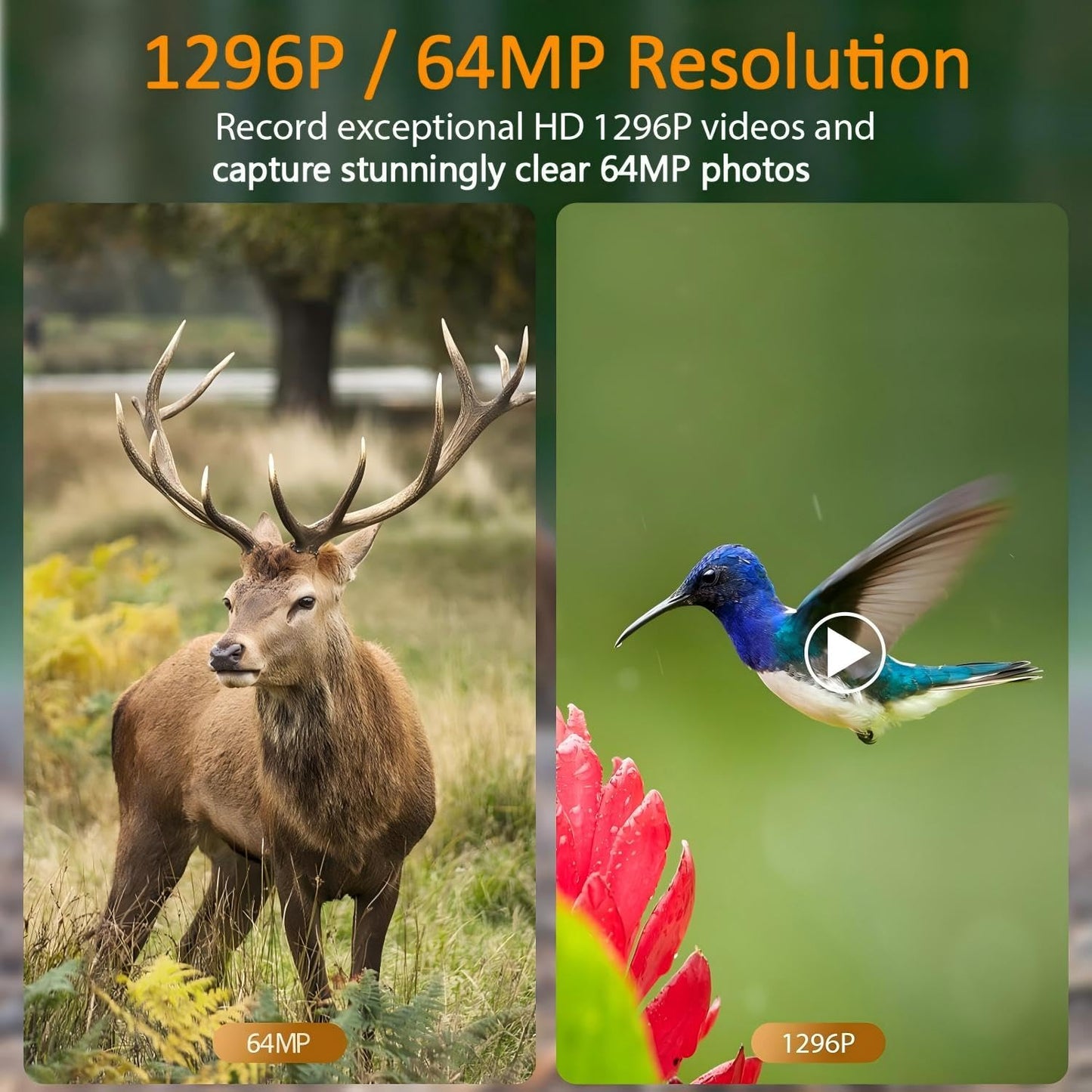 2 Pack Trail & Game Camera, 64MP 1296P Professional Outdoor Cam with 0.1s Trigger Night Vision Motion Activated, IP66 Waterproof 120° Wide Angle for Outdoor Wildlife Monitoring & Yard Security