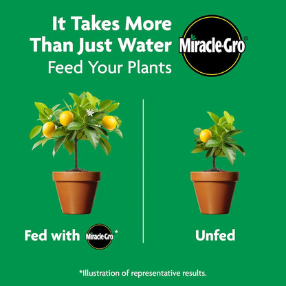 Miracle-Gro Shake 'N Feed Plant Food - Nourishing Citrus, Avocado & Mango Trees | 4.5 lbs