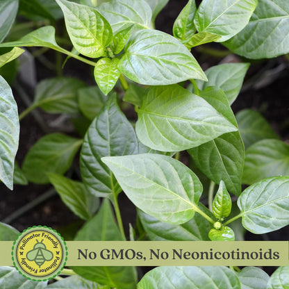 Clovers Garden Shishito Japanese Sweet Pepper Plants– Two (2) Live Plants – Non-GMO - Not Seeds - Each 4" to 8" Tall – in 4" Inch Pots – Sweet, Elongated Shape