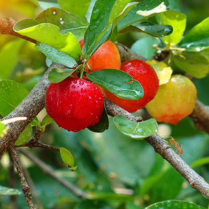 Barbados Cherry Tree, 4-8 Inch Tall, Acerola Barbados Cherry Plant Live for Planting Indoor Outdoor Ornamental Garden, No Pot