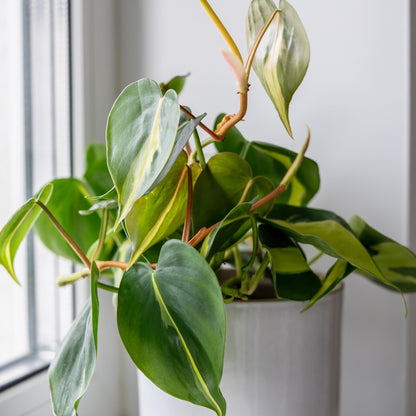 Brasil' Philodendron Plant Hanging Basket, 6" Pot, Live Philodendron Air Purifying Plants Indoor House Plants, Heart Leaf Philodendron Hanger Decor, Easy Care Real Plants by Plants for Pets