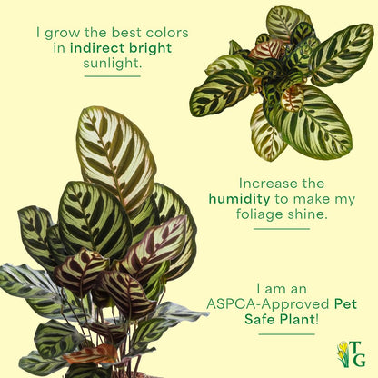 Thorsen's Greenhouse Peacock Calathea, Live Indoor Plant, Safe for Pets, Colorful Foliage, Rare Variety, Peacock Plant, 4" Diameter (Sage)