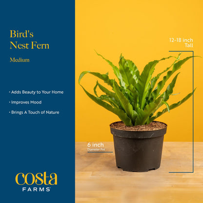 Costa Farms Bird's Nest Fern Live Plant in Decorative Pot, Air Purifying Indoor Houseplant, Perfect for Home, Room, or Office Decor, Great House Warming or Birthday Gift, 12-18 Inches Tall