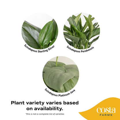 Costa Farms Scindapsus Live Plants (2-Pack), Assorted Houseplants in Self-Watering Pots, 9-12 Inches Tall, Low Light Vining Indoor Houseplants, Rare Variegated Foliage for Office & Home Decor