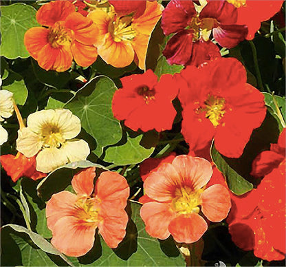 Tom Thumb Nasturtium Seeds - Great Ground Cover
