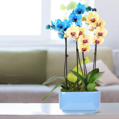 Green Circle Growers 10" Blue and Yellow Orchid in Blue Ceramic Pot, Live Indoor Plants, House Plant