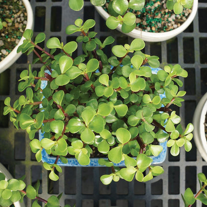 Brussel's Bonsai - Live Dwarf Jade Bonsai Tree with Ceramic Bonsai Pot & Humidity Tray, Indoor Bonsai Plant, 3 Years Old, 5-8 Inches Tall, Easy Care Houseplant for Home or Office (Small, Green)