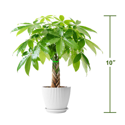 Sprout N Green Small Money Tree with 5 Lucky Braid, Live Plant with White Stripe Pot, Decoration for Indoor Home Office Tabletop Windowsill Side Table, Housewarming Christmas Gift, 8-10" Tall